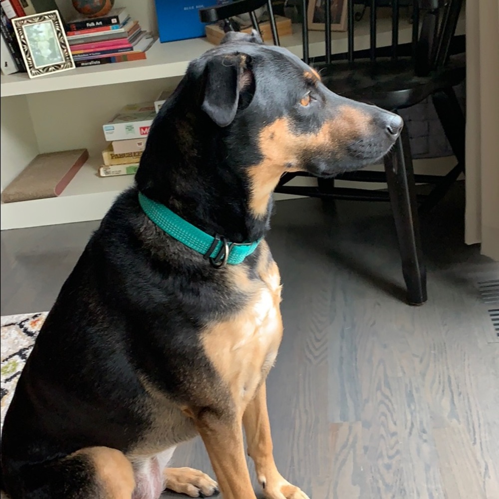 Meet your Posher, Janet